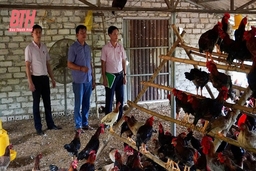 Như Thanh và chặng “nước rút” về đích NTM