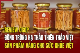 [REVIEW OCOP] Đông trùng hạ thảo Thiên Thảo Việt: Sản phẩm vàng cho sức khỏe Việt