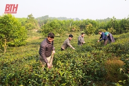 Phát triển vùng chè nguyên liệu cho chế biến, xuất khẩu