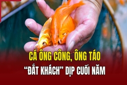 Cá ông Công, ông Táo “đắt khách” dịp cuối năm