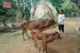 Cẩm Thủy hỗ trợ phụ nữ khó khăn phát triển kinh tế