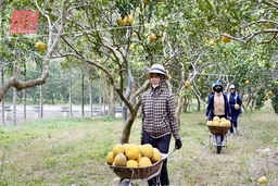 Sản xuất nông nghiệp hữu cơ - hướng đi bền vững cho nông dân