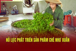 Nỗ lực phát triển sản phẩm chè Như Xuân