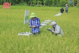 Nâng cao hiệu quả sản xuất từ những cánh đồng áp dụng công nghệ