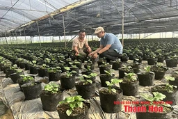 “Cầu nối” trong sản xuất và tiêu thụ nông sản
