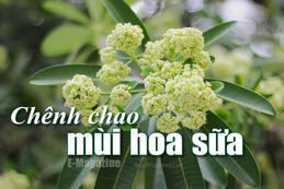 [E-Magazine] - Chênh chao mùi hoa sữa