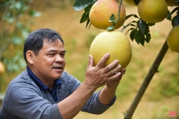 Sống khỏe nhờ bưởi tiến vua