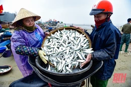 Rộn ràng mùa cá trích