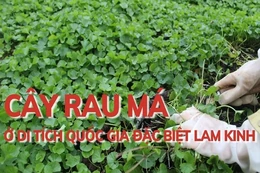 Cây rau má  ở  Di  tích Quốc gia đặc biệt Lam Kinh