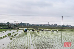 Nông dân Thiệu Hóa khẩn trương xuống đồng gieo cấy sau Tết Nguyên đán