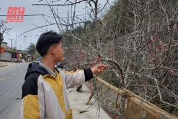 Vẻ đẹp đào đá Mường Lát