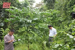 Triển khai các giải pháp phát triển bền vững rừng lim xanh