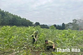 Nâng cao năng suất, chất lượng rừng trồng
