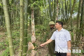 Trung Hạ thâm canh phục tráng, nâng cao hiệu quả kinh tế rừng luồng