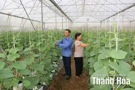 Vai trò của bí thư chi bộ trong xây dựng nông thôn mới