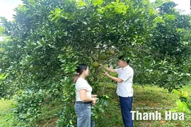Bí thư chi bộ vận động Nhân dân XDNTM kiểu mẫu