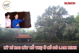 [WOW! THANH HOÁ] Kỳ bí hai cây cổ thụ ở Lam Kinh
