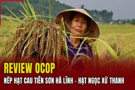 [REVIEW OCOP] Nếp hạt cau Tiên Sơn Hà Lĩnh - Hạt ngọc xứ Thanh