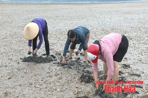 Tìm ra nguyên nhân ngao chết hàng loạt ở phường Ngọc Sơn