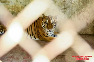 Bất cập tại trại nuôi nhốt hổ ở Xuân Tín