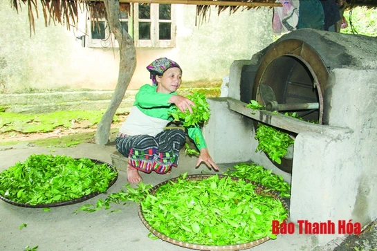 Từng bước xây dựng thương hiệu cho cây chè Bình Sơn