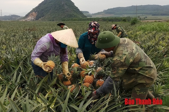 Dứa gai rớt giá, Sở Nông nghiệp và Phát triển nông thôn gửi công văn khẩn yêu cầu các địa phương báo cáo