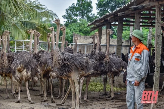 Trang trại “chim khổng lồ” ở xứ Thanh