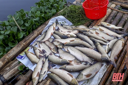 Tiếp tục xuất hiện tình trạng cá chết trên sông Mã đoạn qua Cẩm Thủy