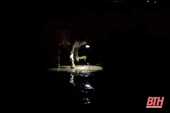 Nông dân ra đồng cấy lúa đêm để tránh nắng nóng