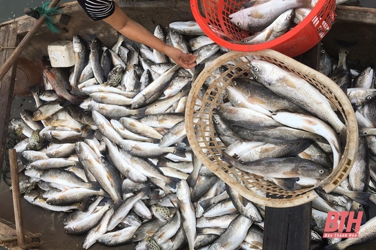Cá chết hàng loạt trên sông Lạch Bạng không phải do dịch bệnh
