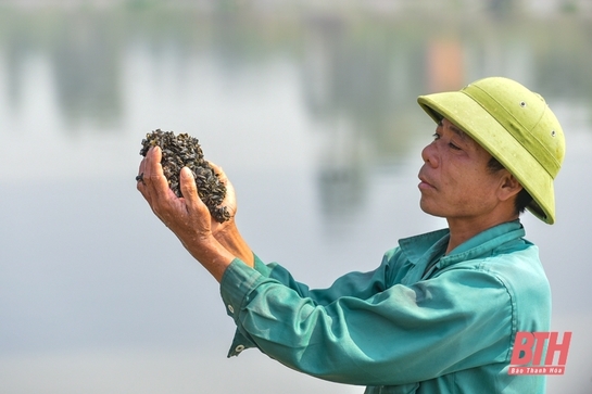 Nghề “săn” thức ăn cho tôm hùm