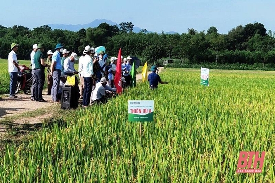Huyện Thường Xuân trồng thử nghiệm 2 giống lúa cho giá trị kinh tế cao