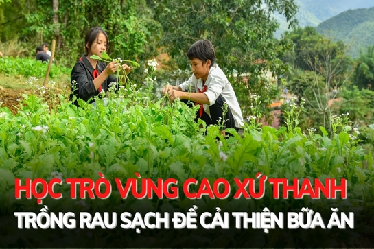 Học trò vùng cao xứ Thanh trồng rau sạch cải thiện bữa ăn