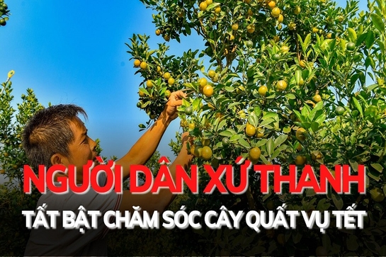 Người dân xứ Thanh tất bật chăm sóc quất vụ Tết