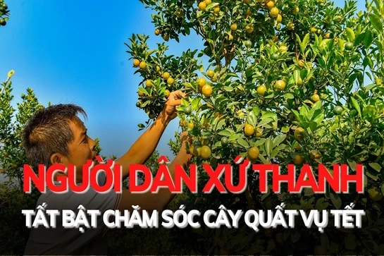 Người dân xứ Thanh tất bật chăm sóc quất vụ Tết