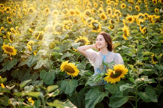 Rực rỡ sắc vàng của vườn hoa hướng dương tại Yên Định