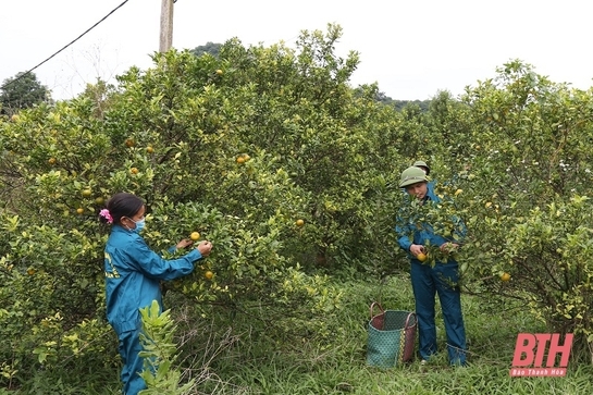 Diện tích cây ăn quả ở Thạch Thành đem lại giá trị thu nhập lớn