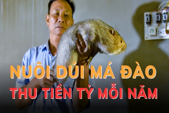 Nuôi dúi má đào thu tiền tỷ mỗi năm