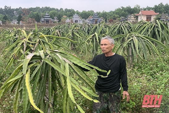 Góp phần bảo đảm an sinh xã hội trên địa bàn huyện Như Thanh