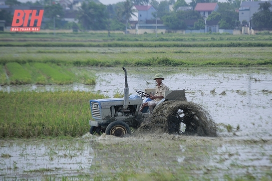 Tập trung sản xuất vụ thu mùa