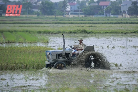 Tập trung sản xuất vụ thu mùa