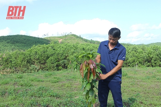 Phát triển cây trồng thế mạnh khu vực miền núi