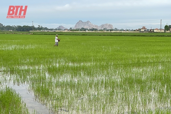 Phát triển liên kết sản xuất lúa nếp