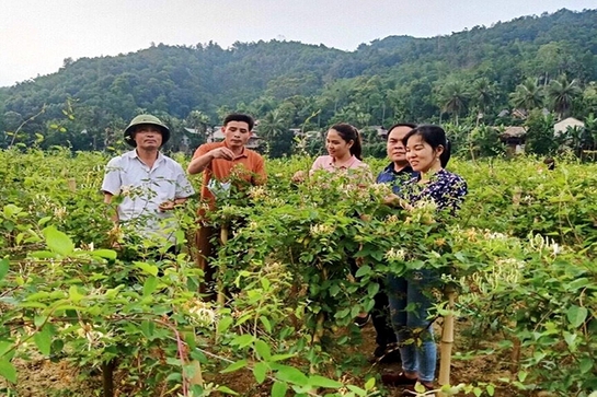 Lang Chánh mở rộng diện tích cây dược liệu