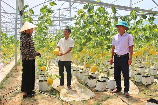 Xây dựng nông thôn mới tạo tiền đề vững chắc để Hậu Lộc phát triển nông nghiệp hiệu quả, bền vững (Bài 2): Tích tụ, tập trung đất đai phát triển nông nghiệp quy mô lớn, ứng dụng công nghệ cao