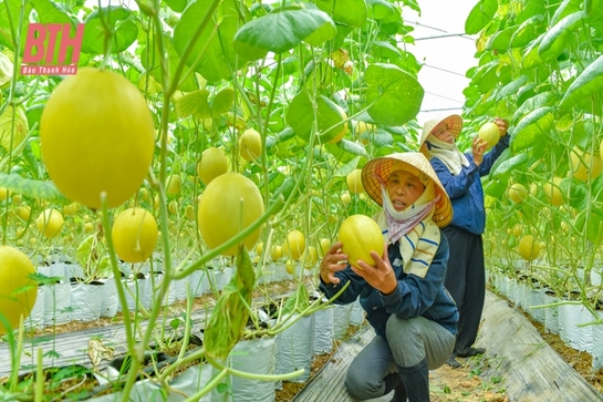 Dưa vàng Hồng Đức khai mở tiềm năng phát triển nông nghiệp Quảng Văn