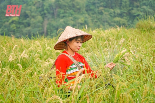 Rực rỡ mùa vàng trên đỉnh Pù Luông