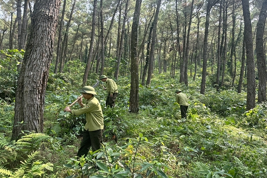 Ngăn chặn nguy cơ cháy rừng trong mùa nắng nóng