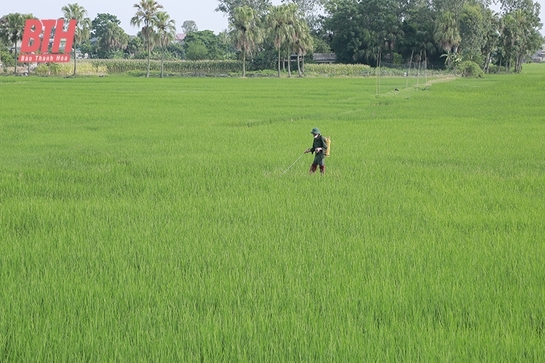 Thực hiện các biện pháp phòng, trừ sâu bệnh cho lúa thu mùa