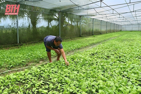 Sản xuất rau trái vụ nâng cao thu nhập